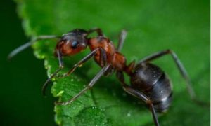 梦到蚂蚁(梦到蚂蚁爬身上是什么征兆)-命理之家