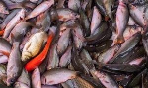 梦到抓了好多鱼是什么意思(梦见抓条大鱼是什么征兆)-命理之家