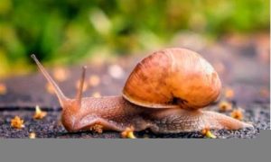 梦到蜗牛(梦到蜗牛在手上爬)-命理之家