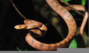 女生梦到蛇是什么意思(女生梦到蛇是什么意思周公解梦)-命理之家