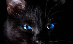 梦到黑猫(梦到黑猫攻击自己是什么意思)-命理之家