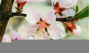 如何桃花运(如何桃花运转财运)-命理之家