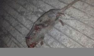 梦到死老鼠(梦到死老鼠死猫什么意思)-命理之家