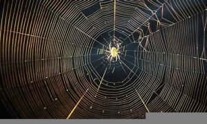 蜘蛛多的地方风水如何(蜘蛛风水宝地)-命理之家