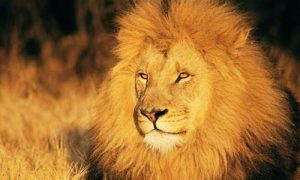 做梦梦到狮子是什么意思(做梦梦到狮子好不好)-命理之家