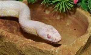 梦到白蛇(梦到白蛇生男孩还是女孩)-命理之家