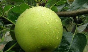 梦到吃梨是什么意思(梦到吃梨是什么意思周公解梦女人怀孕)-命理之家