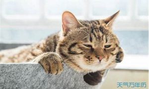 梦到猫死了(梦到猫死了是什么征兆 女性解梦)-命理之家