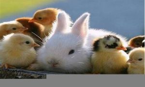 属兔与属鸡如何化解(属兔和属鸡的怎么化解冲突)-命理之家