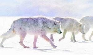 做梦梦到狼(做梦梦到狼狗是什么征兆女性)-命理之家