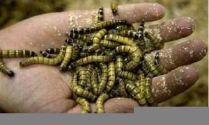 梦到虫子(梦到虫子是什么征兆)-命理之家