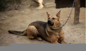 做梦梦到狗(做梦梦到狗咬自己是什么意思)-命理之家