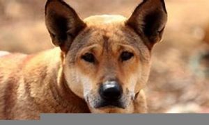 梦到狗(梦到狗是什么意思周公解梦)-命理之家