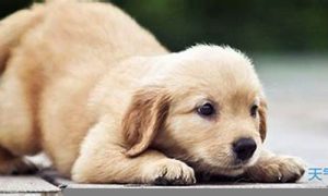 梦到狗是什么意思(男人梦见狗的七大预兆)-命理之家