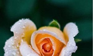 梦到丢东西(梦到丢东西是什么意思周公解梦)-命理之家