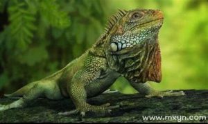 梦到蜥蜴(做梦梦到蜥蜴)-命理之家