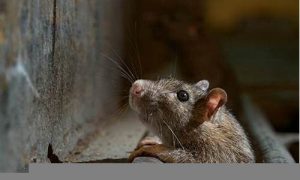 梦到老鼠是什么征兆(梦到老鼠是什么征兆 学生)-命理之家