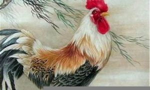 属鸡的女人如何(属鸡的女人旺不旺夫)-命理之家