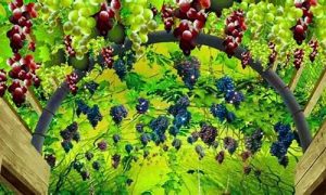 梦到葡萄(梦到葡萄树上结满绿葡萄什么意思)-命理之家