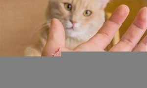 梦到被猫抓伤(梦到被猫抓伤流血)-命理之家