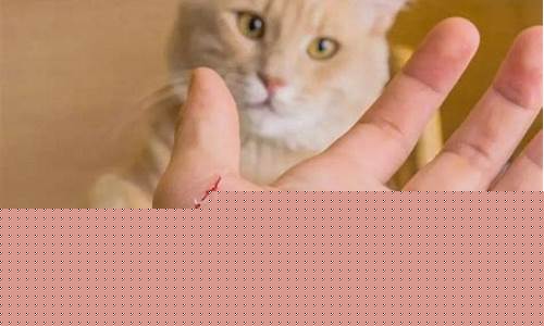 梦到被猫抓伤(梦到被猫抓伤流血)-命理之家