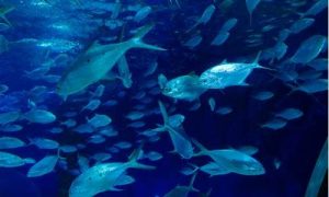 梦到好多鱼在水里游(梦到好多鱼在水里游还有一条超大的)-命理之家