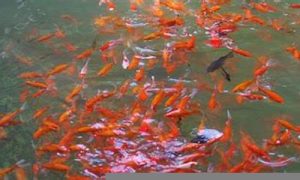 梦到很多鱼(随手就能抓到好几条)-命理之家