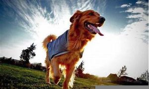 梦到被狗追(梦到被一群狗追着咬)-命理之家