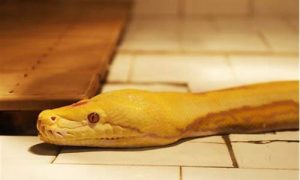 梦到蛇什么意思(孕早期梦到蛇什么意思)-命理之家