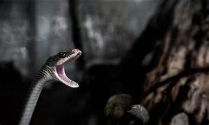 老是梦到蛇怎么回事(老是梦到蛇怎么回事怀孕后)-命理之家