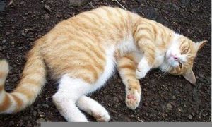 做梦梦到猫是什么意思(做梦梦到猫是什么意思)-命理之家