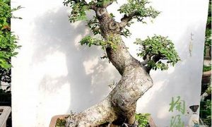 盆景如何摆放(盆景摆放位置 禁忌)-命理之家