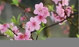 如何挡烂桃花(挂什么挂饰可破解)-命理之家