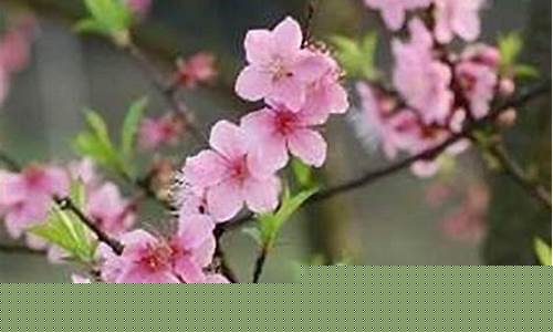 如何挡烂桃花(挂什么挂饰可破解)-命理之家