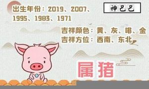 属猪2020年运势如何(属猪2020年的运势)-命理之家