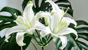 梦见百合花_周公解梦大全